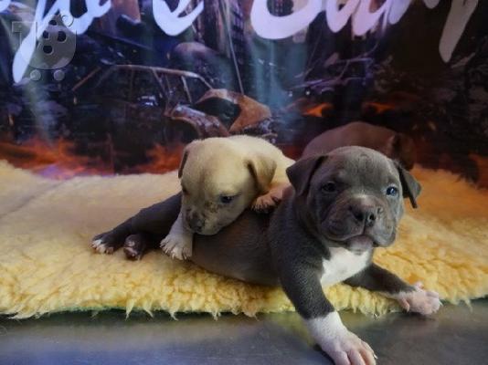 PoulaTo: Αμερικανικά κουρασμένα κουτάβια {200euros}